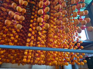 성범현님의 감 · 영농일지 작성글 사진