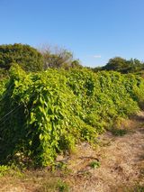 팜모닝 기타작물·영농일지 게시글 이미지