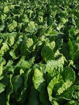 팜모닝 배추·영농일지 게시글 이미지