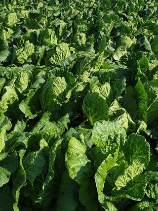 한순희님의 배추 · 영농일지 작성글 사진