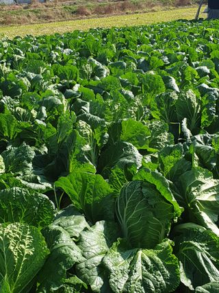 한순희님의 배추 · 영농일지 작성글 사진