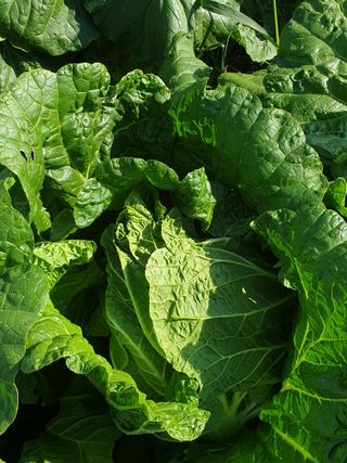 한순희님의 배추 · 영농일지 작성글 사진