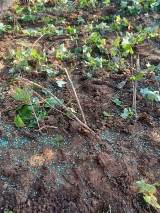 무료지식나눔 팜닥터님의 농사경력 최고의 순간을 알려주세요. · 참여글 작성글 사진