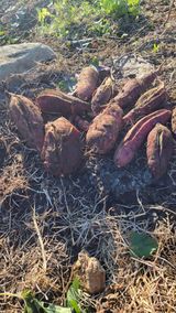 팜모닝 고구마·영농일지 게시글 이미지