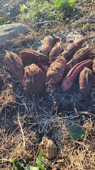 하늘새님의 고구마 · 영농일지 작성글 사진