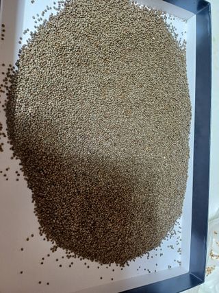 박영선님의 들깨 · 영농일지 작성글 사진