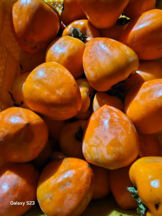 대봉매실 인생이막님의 감 · 영농일지 작성글 사진