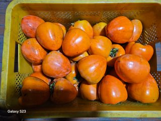 대봉매실 인생이막님의 감 · 영농일지 작성글 사진