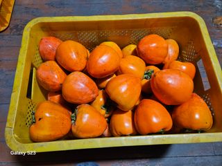 대봉매실 인생이막님의 감 · 영농일지 작성글 사진