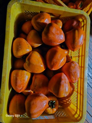 대봉매실 인생이막님의 감 · 영농일지 작성글 사진