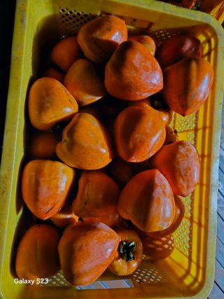 대봉매실 인생이막님의 감 · 영농일지 작성글 사진