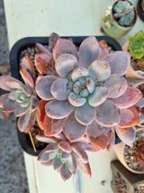 팜모닝 · 게시글 이미지