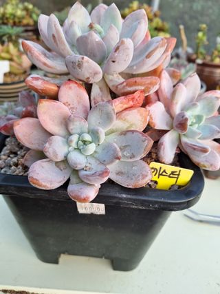 장지영님의 작성글 사진