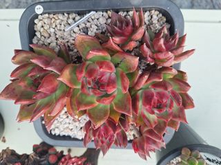 장지영님의 작성글 사진