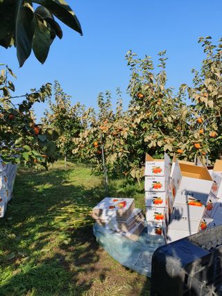 서선옥님의 감 · 영농일지 작성글 사진