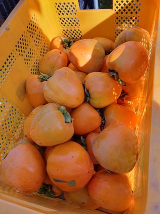 서선옥님의 감 · 영농일지 작성글 사진