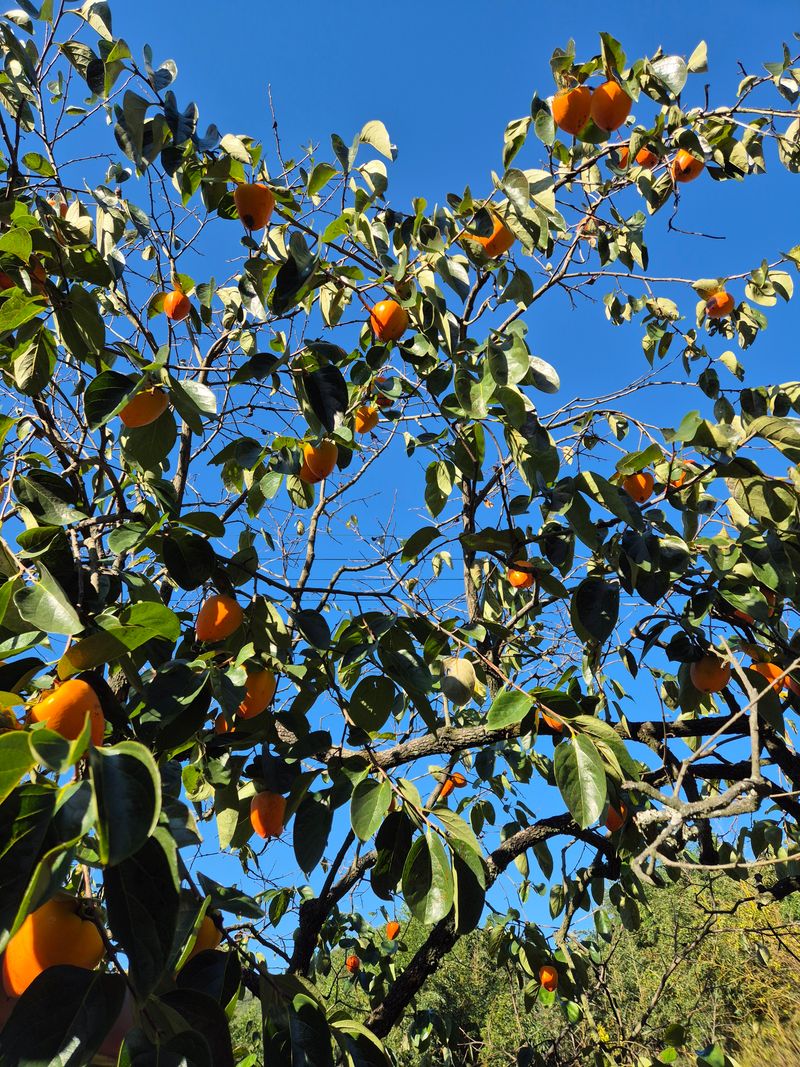 장터 상품 [대봉감10kg  품절되었습니다 ] 썸네일