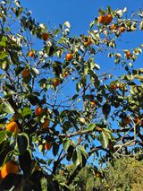 팜모닝 · 게시글 이미지