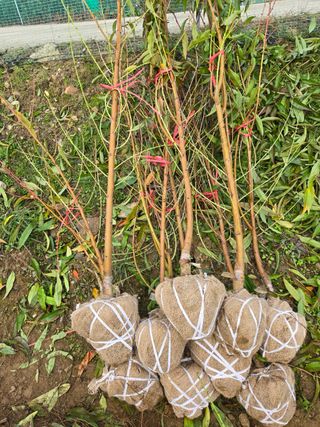 일심묘목농원님의 자유주제 · 자유게시판 작성글 사진