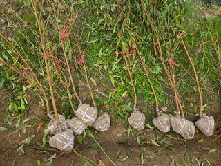 일심묘목농원님의 자유주제 · 자유게시판 작성글 사진