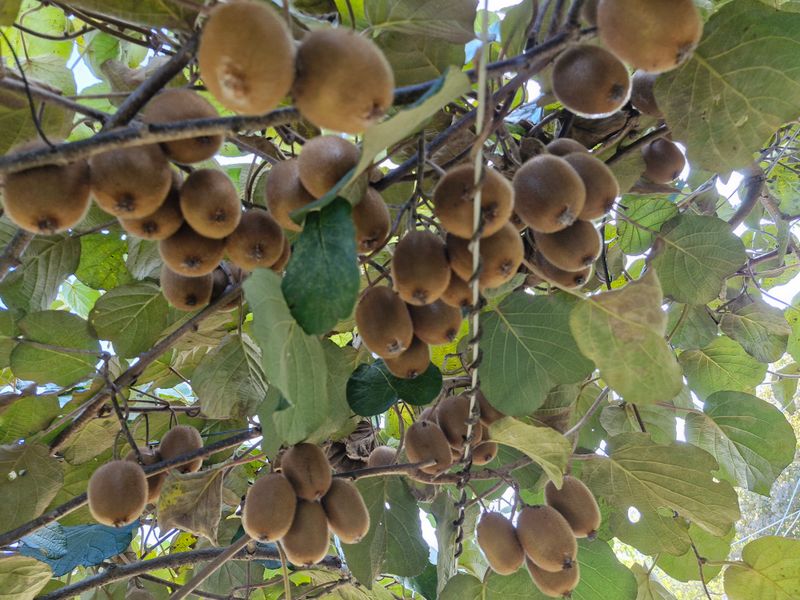 장터 상품 [키위(참다래) 5kg,10kg] 썸네일