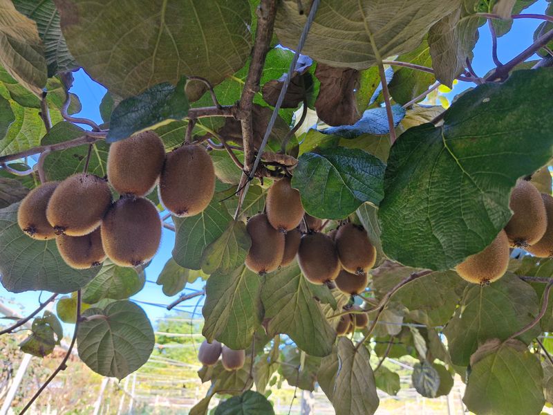 최재흥님의 장터 판매 상품 [키위(참다래) 5kg,10kg] 첨부 사진