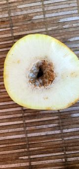 팜모닝 기타작물·병해충상담 게시글 이미지