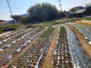 이상숙님의 자유주제 · 자유게시판 작성글 사진