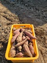 팜모닝 자유주제·자유게시판 게시글 이미지