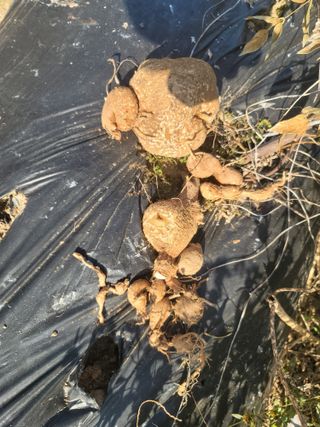 남궁. 정님의 자유주제 · 자유게시판 작성글 사진