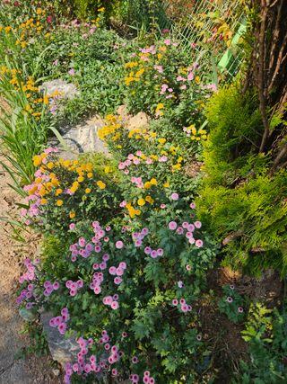 감자20359님의 농사경력 최고의 순간을 알려주세요. · 참여글 작성글 사진