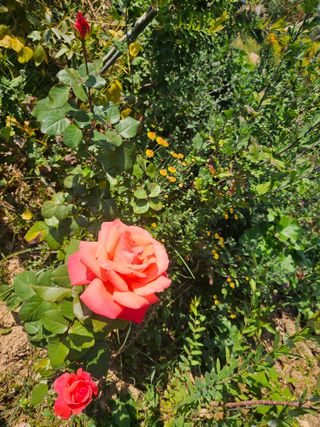 감자20359님의 농사경력 최고의 순간을 알려주세요. · 참여글 작성글 사진