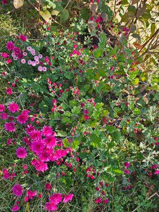 감자20359님의 농사경력 최고의 순간을 알려주세요. · 참여글 작성글 사진