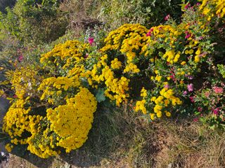 감자20359님의 농사경력 최고의 순간을 알려주세요. · 참여글 작성글 사진