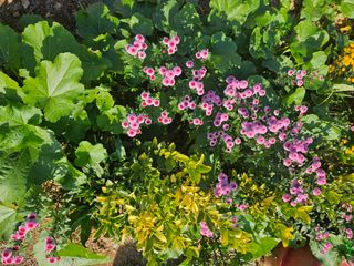 감자20359님의 농사경력 최고의 순간을 알려주세요. · 참여글 작성글 사진