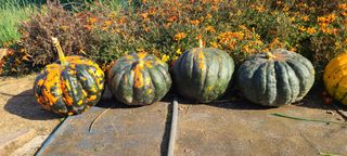 정진해님의 자유주제 · 자유게시판 작성글 사진