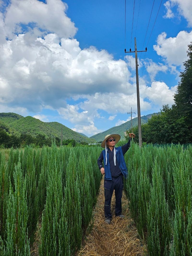 오색땅콩님의 장터 판매 상품 [조경수 블루에로우] 첨부 사진