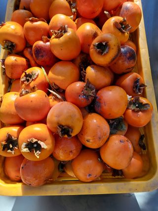 사과18677님의 자유주제 · 자유게시판 작성글 사진