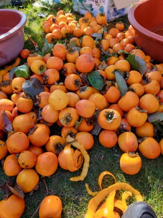 사과18677님의 자유주제 · 자유게시판 작성글 사진