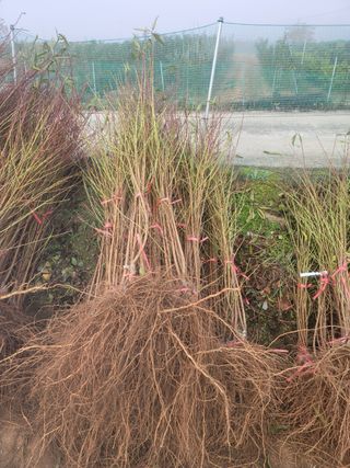 일심묘목농원님의 자유주제 · 자유게시판 작성글 사진