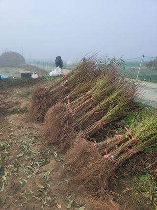 일심묘목농원님의 자유주제 · 자유게시판 작성글 사진