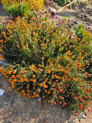 조정숙(1955)님의 자유주제 · 자유게시판 작성글 사진