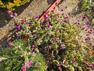 조정숙(1955)님의 자유주제 · 자유게시판 작성글 사진