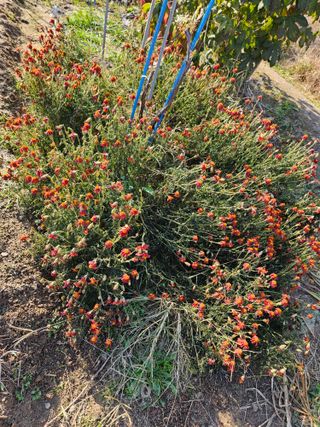 조정숙(1955)님의 자유주제 · 자유게시판 작성글 사진