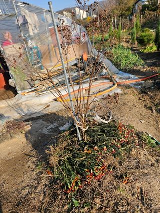 조정숙(1955)님의 자유주제 · 자유게시판 작성글 사진