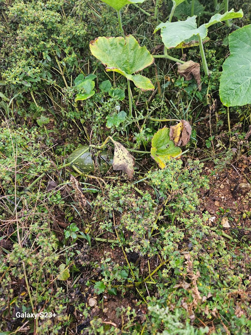 황광호님의 장터 판매 상품 [만차량단호박] 첨부 사진