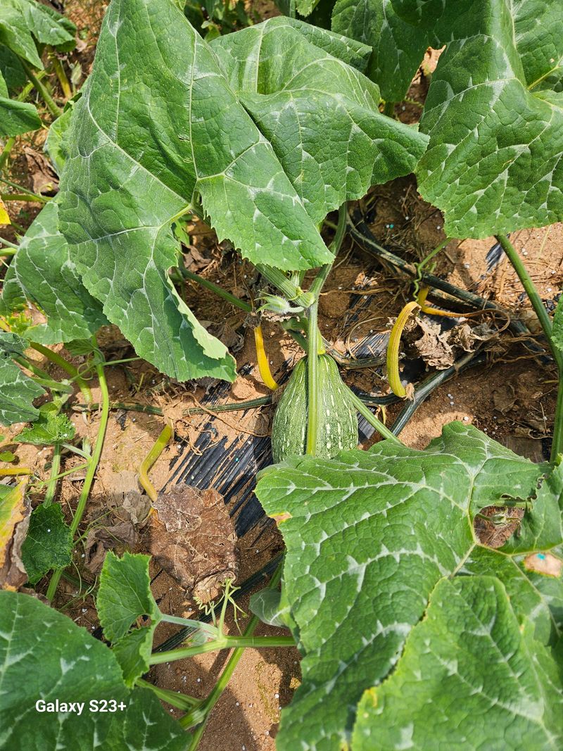 황광호님의 장터 판매 상품 [만차량단호박] 첨부 사진