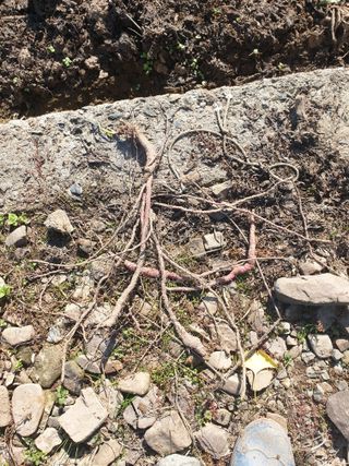 동방불패님의 고구마 · 영농일지 작성글 사진