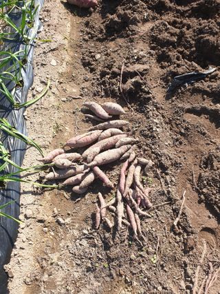 동방불패님의 고구마 · 영농일지 작성글 사진