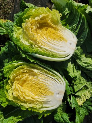 텃밭입문님의 농사경력 최고의 순간을 알려주세요. · 참여글 작성글 사진